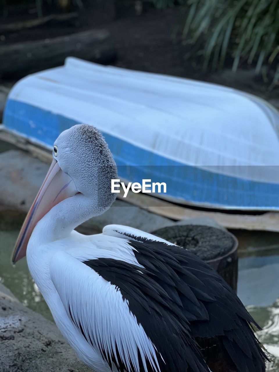 close-up of pelican in lake