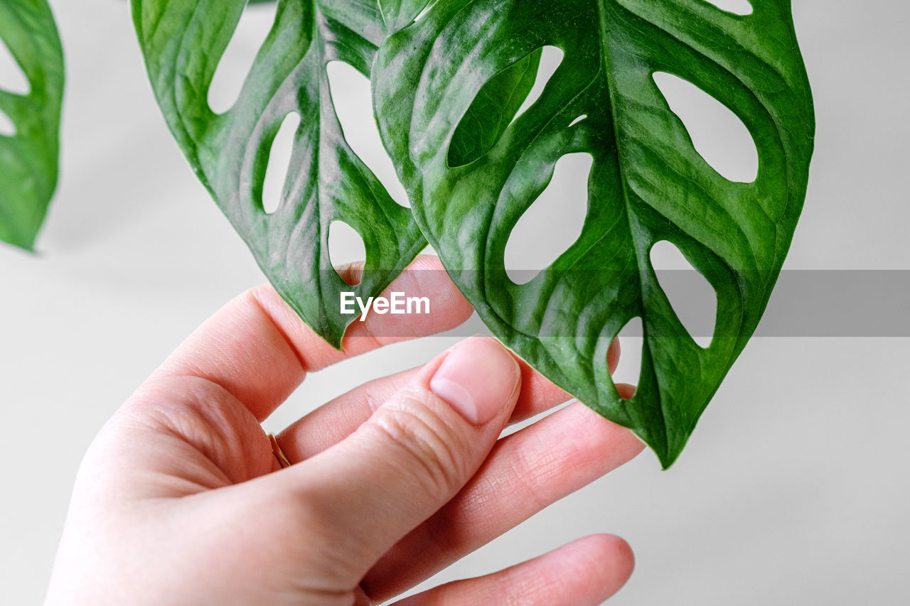 A woman holds a leaf of the monstera monkey mask or monstera obliqua plant in her hand.