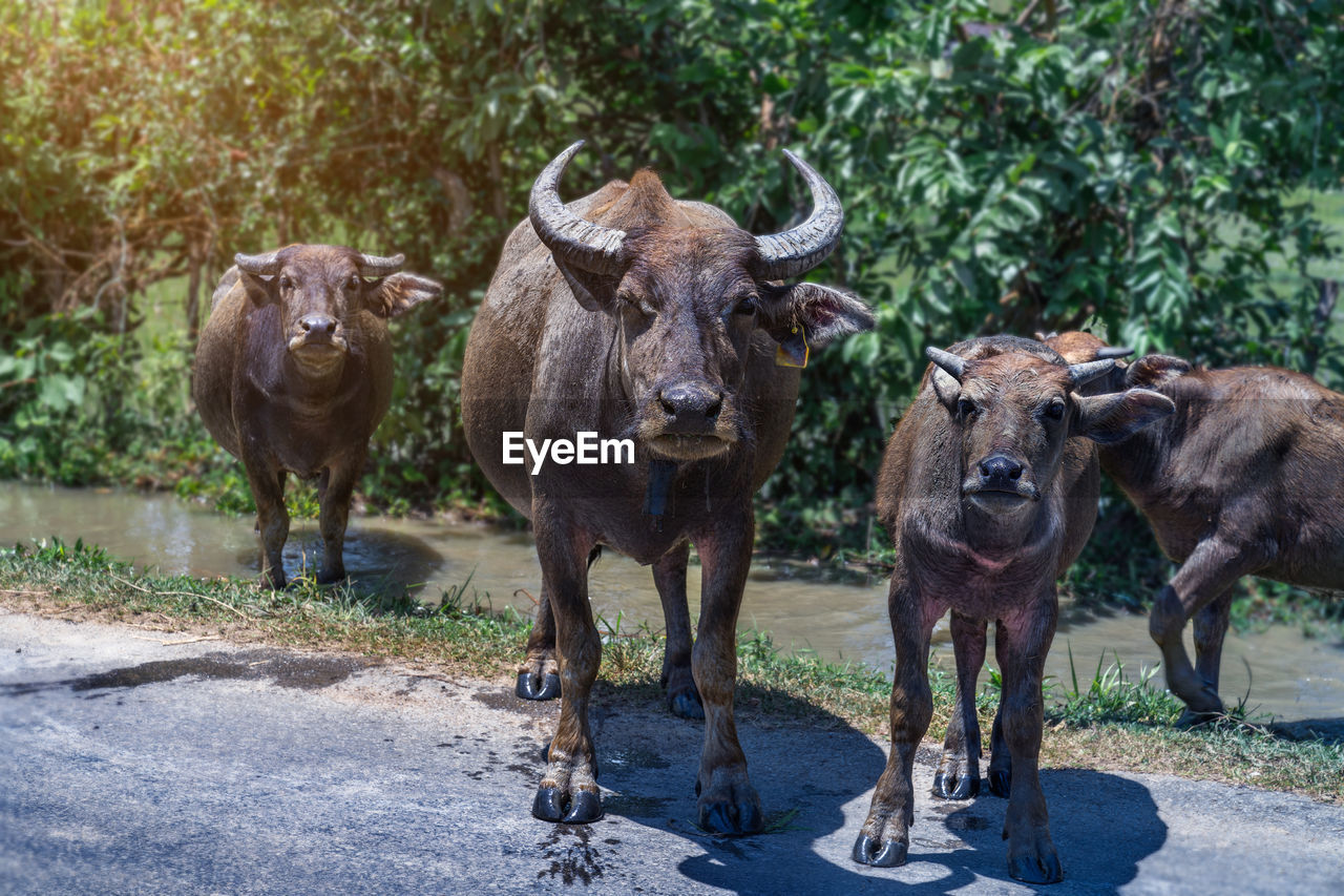 Four buffaloes came out of the water