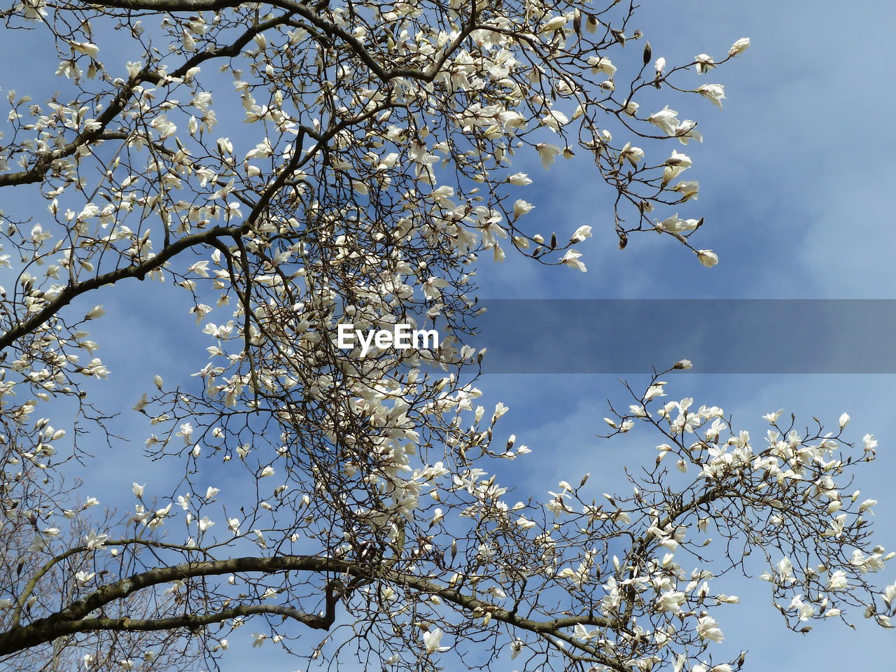 LOW ANGLE VIEW OF CHERRY BLOSSOM TREE AGAINST SKY