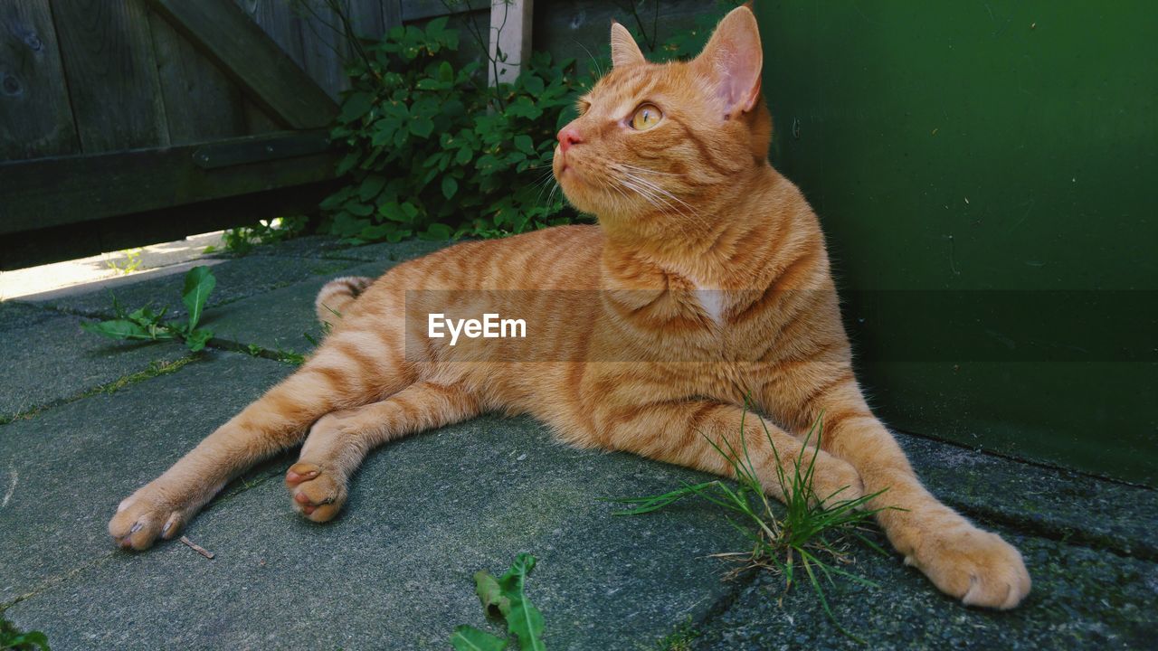 Brown cat relaxing on footpath