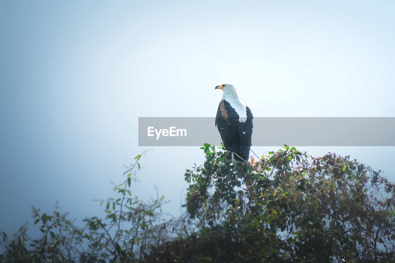 animal wildlife, bird, animal themes, animal, wildlife, tree, plant, one animal, sky, perching, nature, bird of prey, low angle view, clear sky, no people, day, blue, branch, copy space, outdoors, eagle, bald eagle, full length