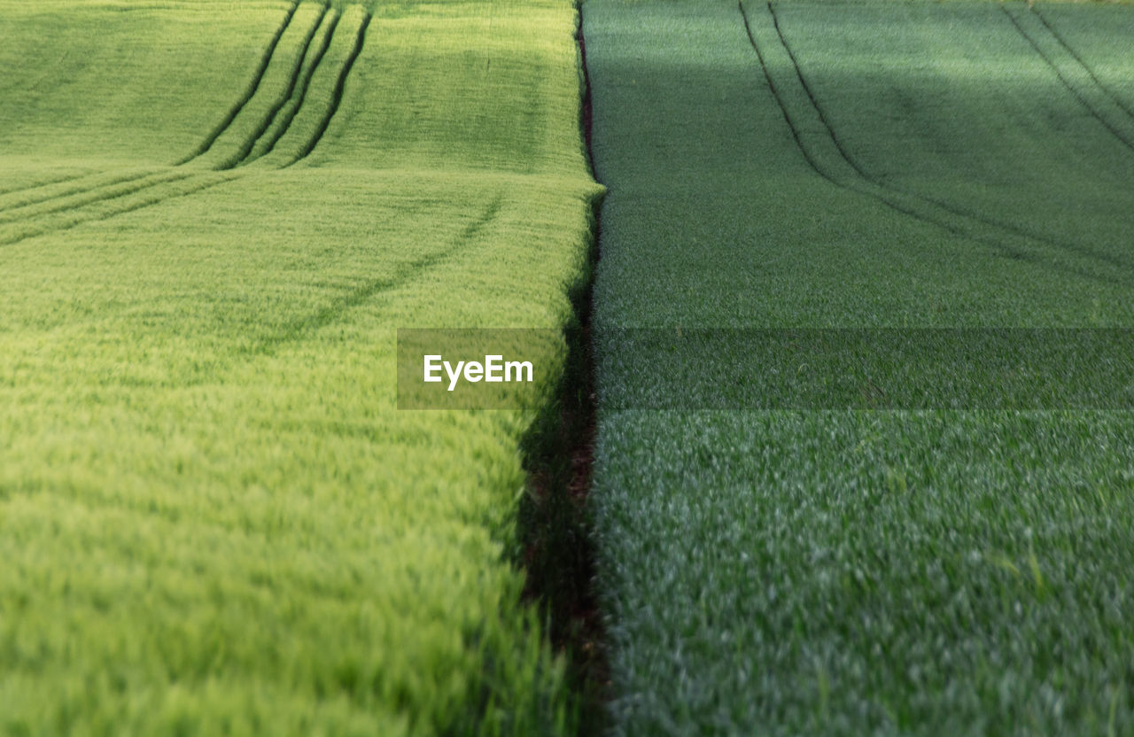 Scenic view of agricultural field with two green colors