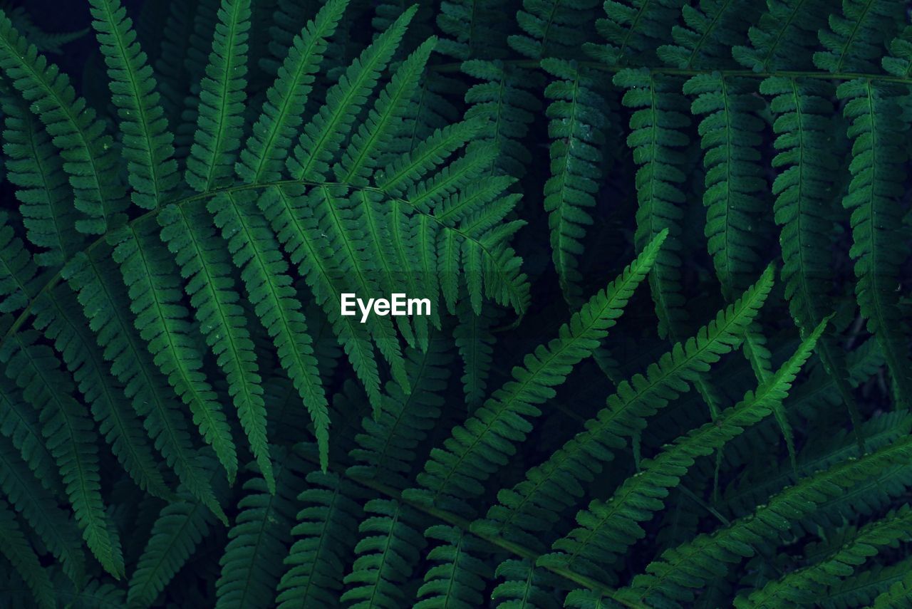 Detail shot of fern