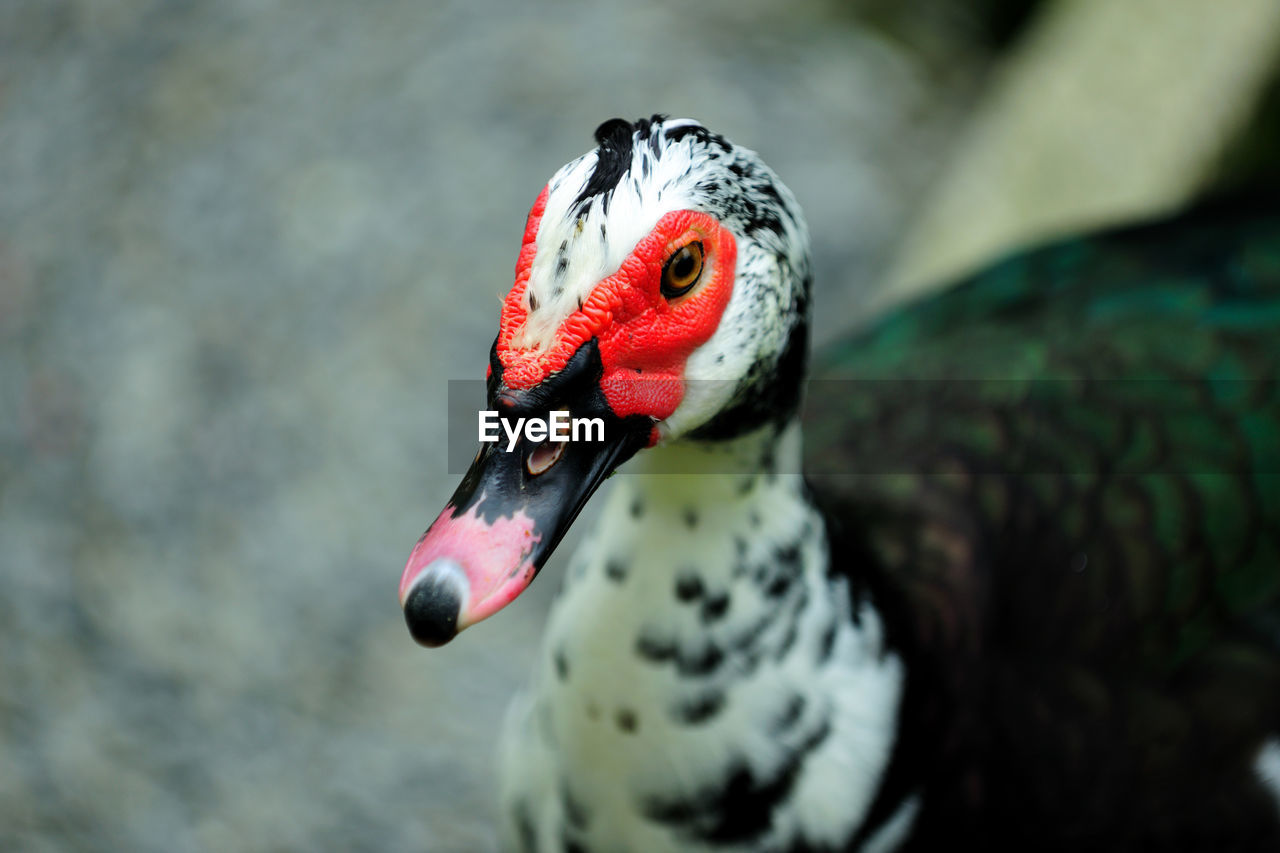 Close-up of muscovy duck