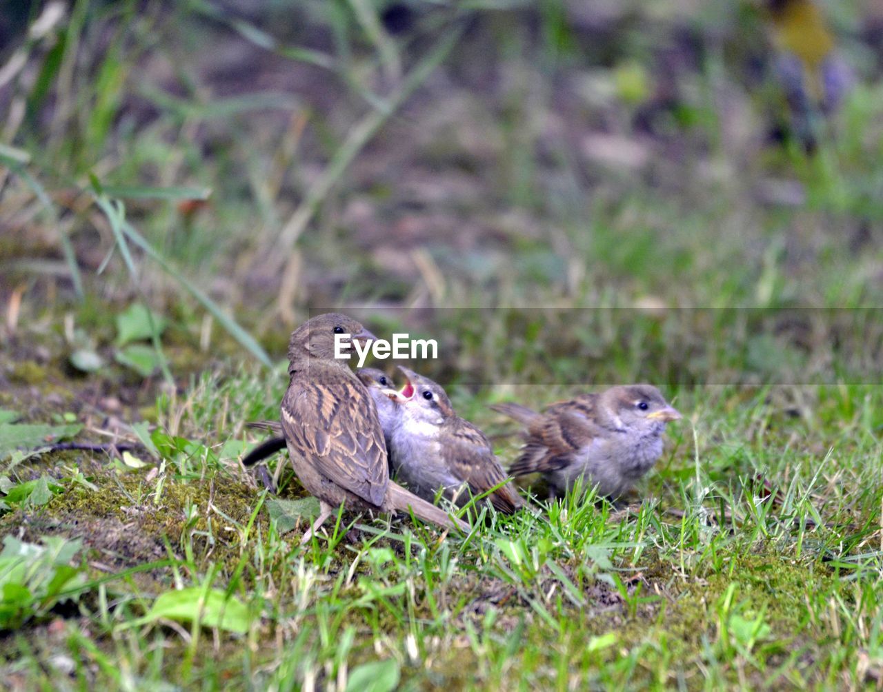 DUCKS ON FIELD