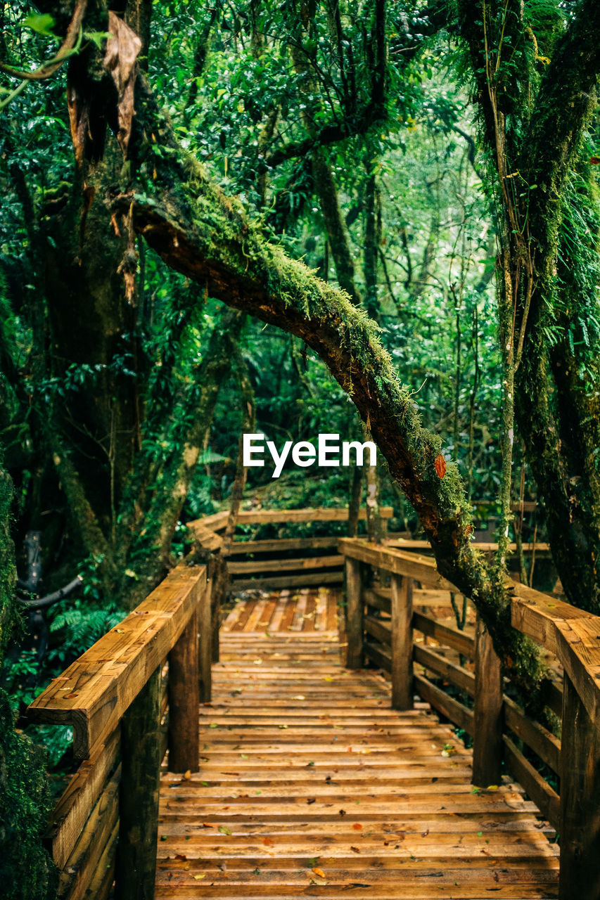 A footbridge through the rain forest near graskop at blyde river canyon nature reserve