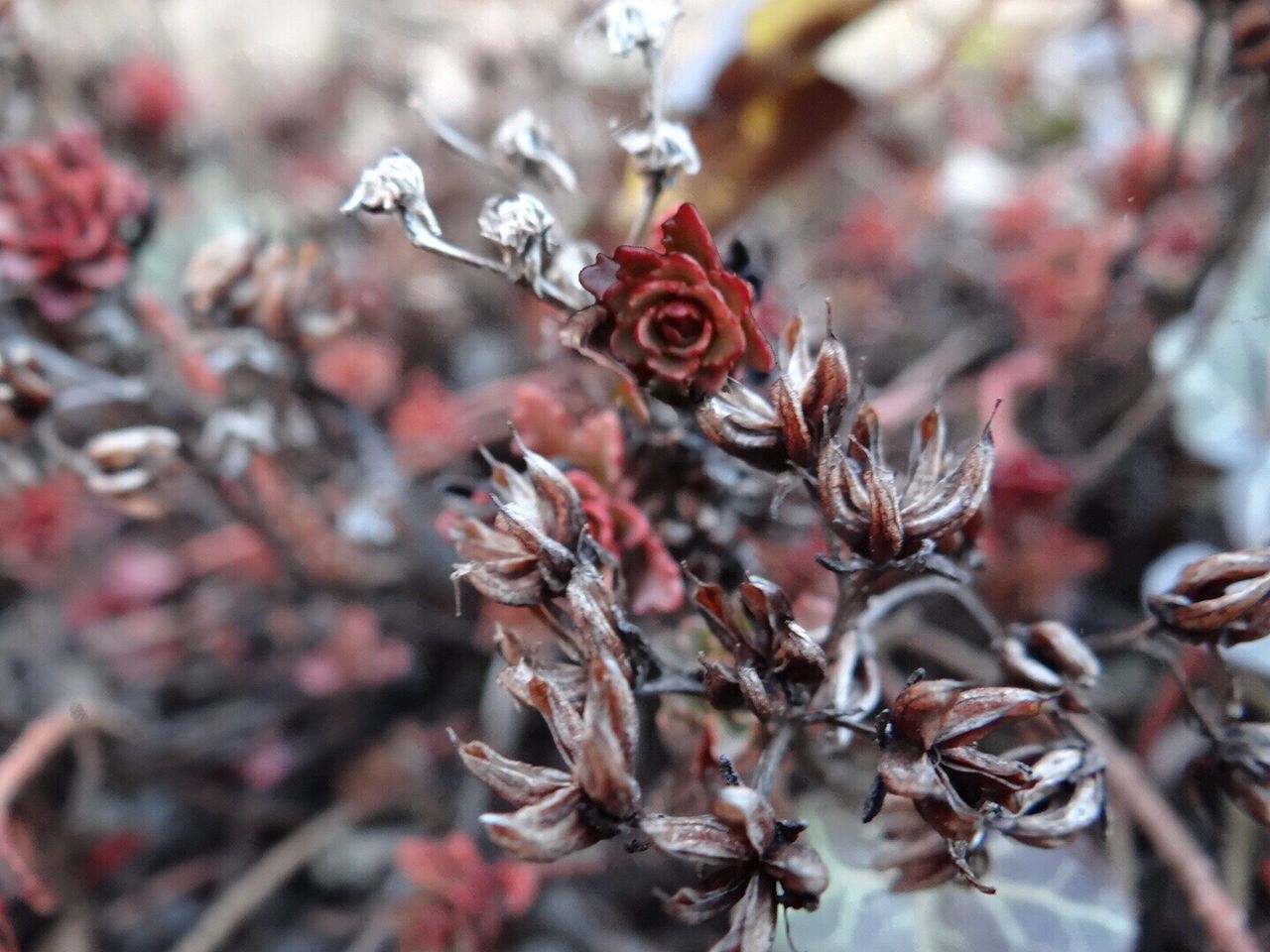 CLOSE-UP OF FLOWERS ON PLANT