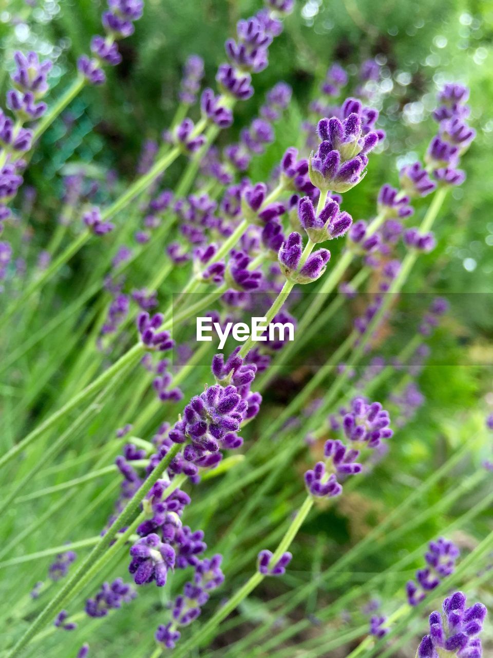 CLOSE-UP OF PURPLE FLOWERS BLOOMING