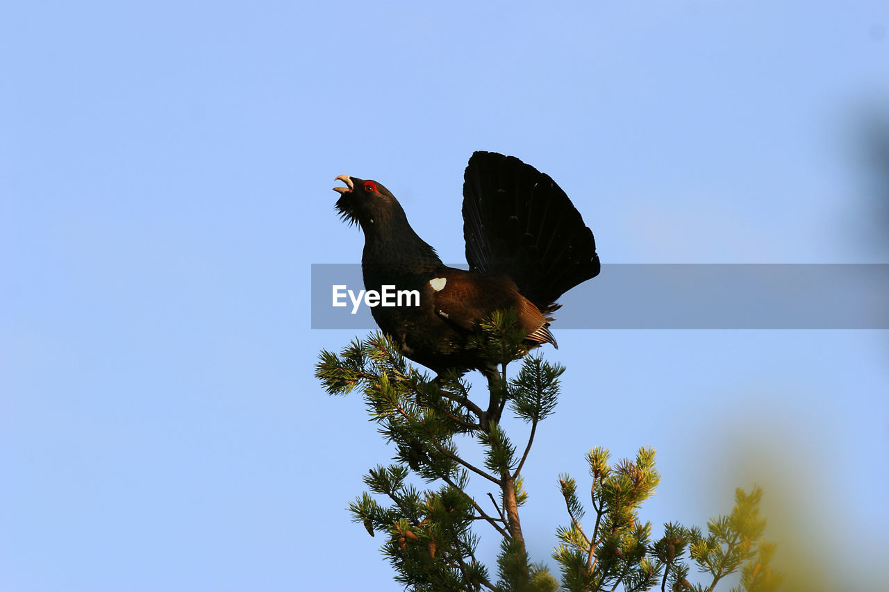 LOW ANGLE VIEW OF BIRD ON TREE AGAINST CLEAR BLUE SKY