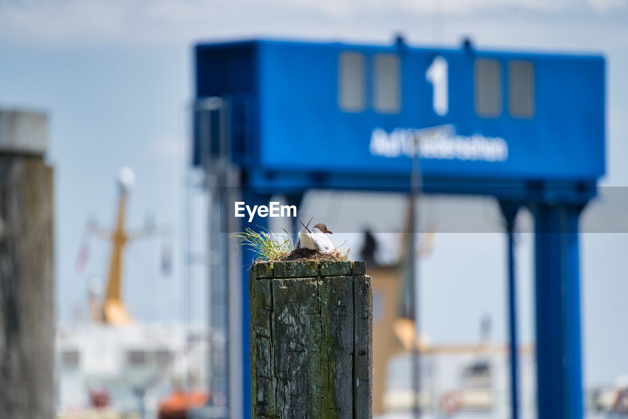 CLOSE-UP OF BIRDS PERCHING ON WOODEN POST