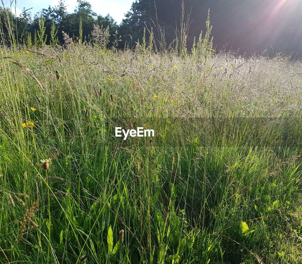 CLOSE-UP OF PLANTS GROWING ON FIELD