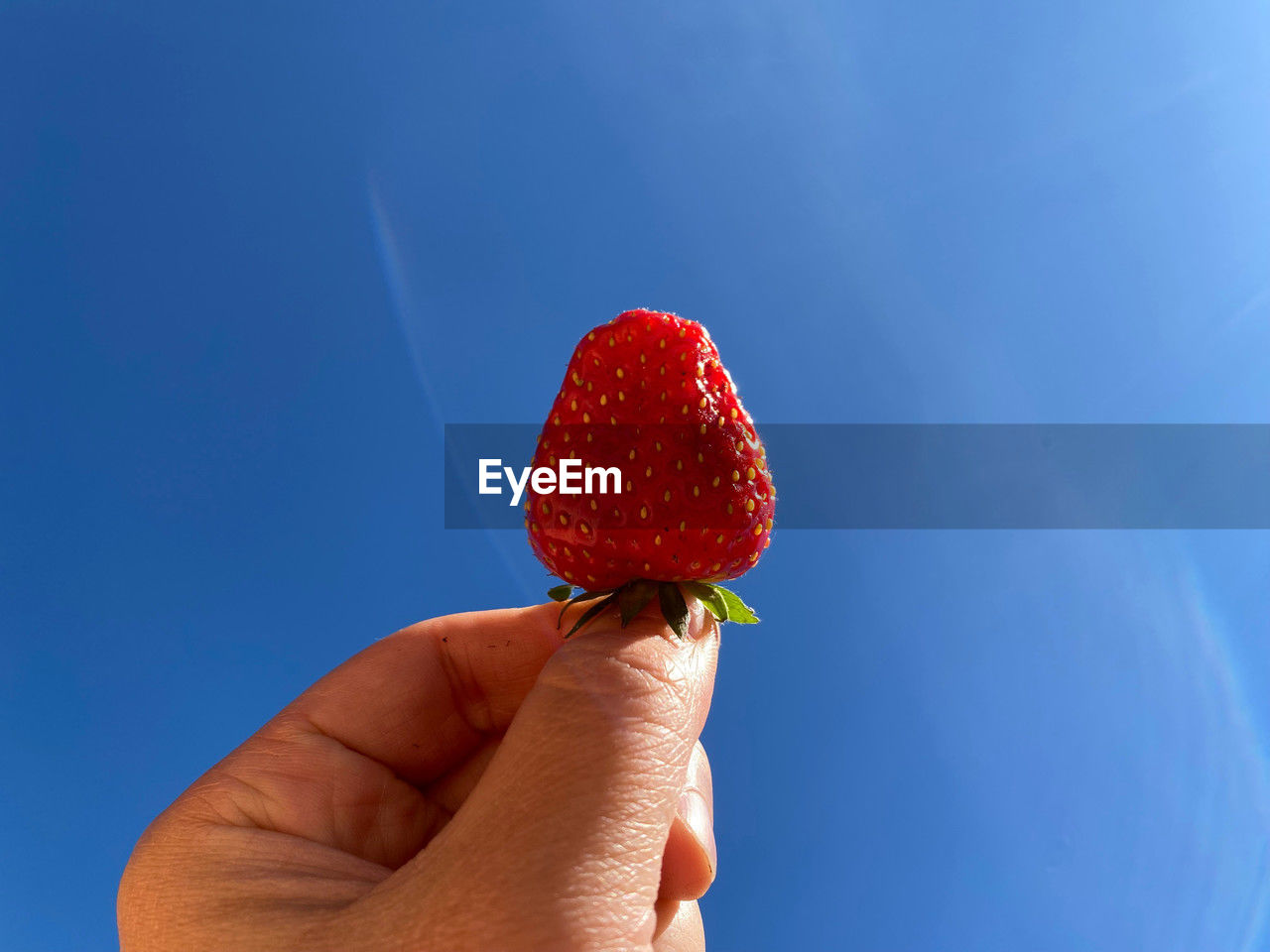 hand, blue, holding, one person, fruit, food, red, flower, strawberry, berry, macro photography, food and drink, healthy eating, personal perspective, freshness, finger, close-up, plant, nature, sky, day, wellbeing, copy space, leaf, outdoors, petal, produce