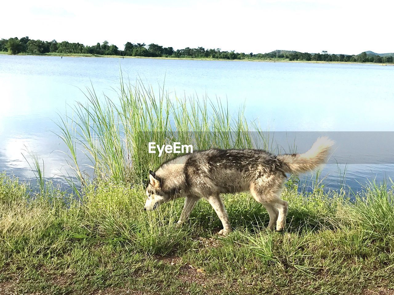 Dog in lake against sky