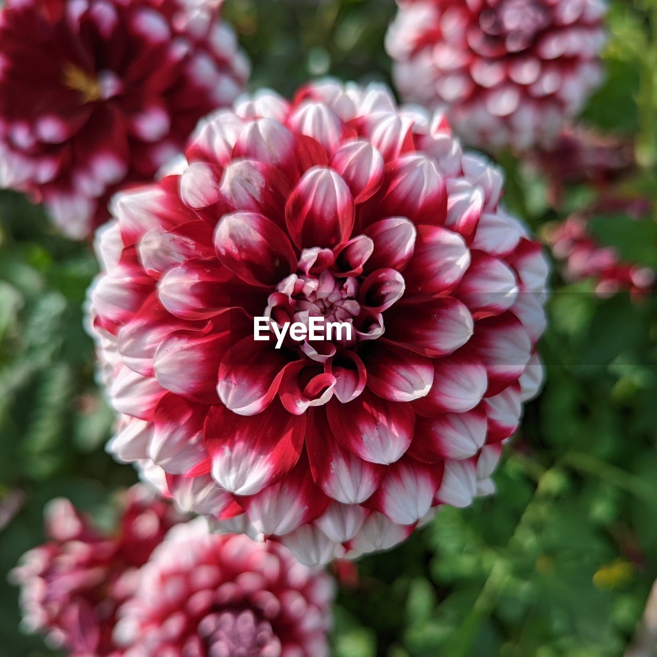 flower, flowering plant, plant, dahlia, freshness, beauty in nature, close-up, petal, flower head, inflorescence, nature, pink, fragility, red, focus on foreground, growth, no people, day, outdoors
