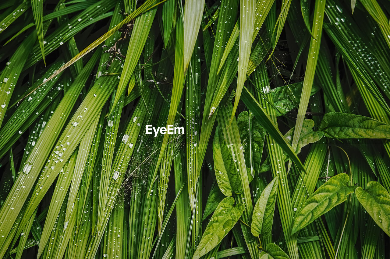 FULL FRAME SHOT OF WET PLANTS ON FIELD