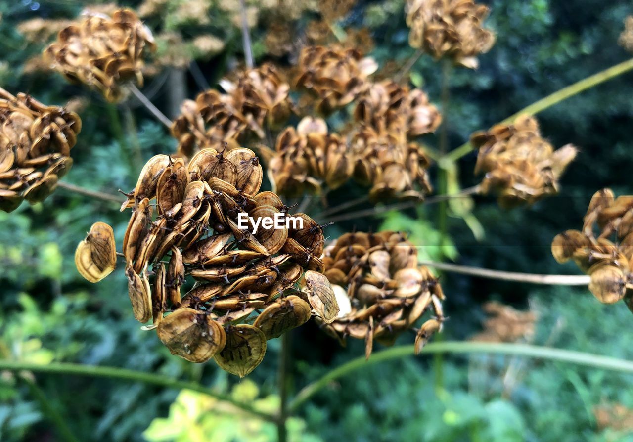 CLOSE-UP OF DRIED PLANT