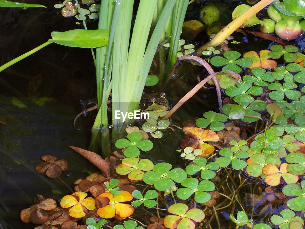 HIGH ANGLE VIEW OF LEAVES IN WATER