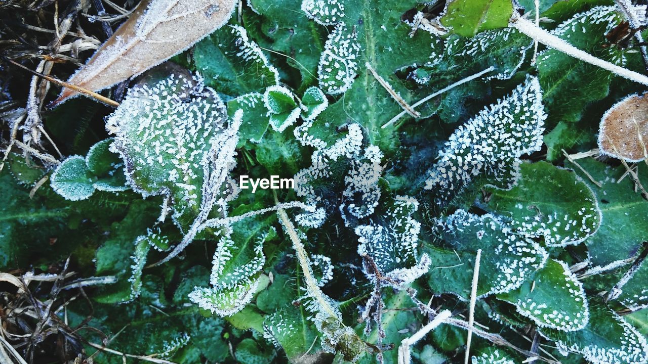 CLOSE-UP OF SNOW ON PLANT