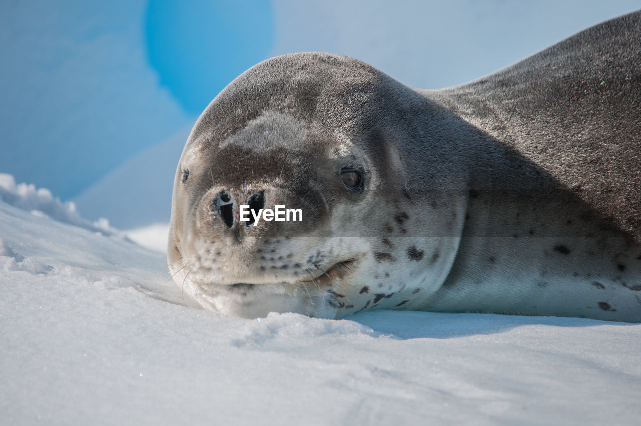 Close-up of crabeater seal on iceberg