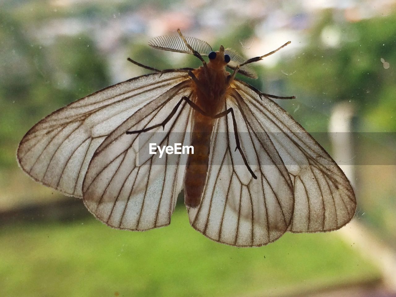 Close-up of insect on window