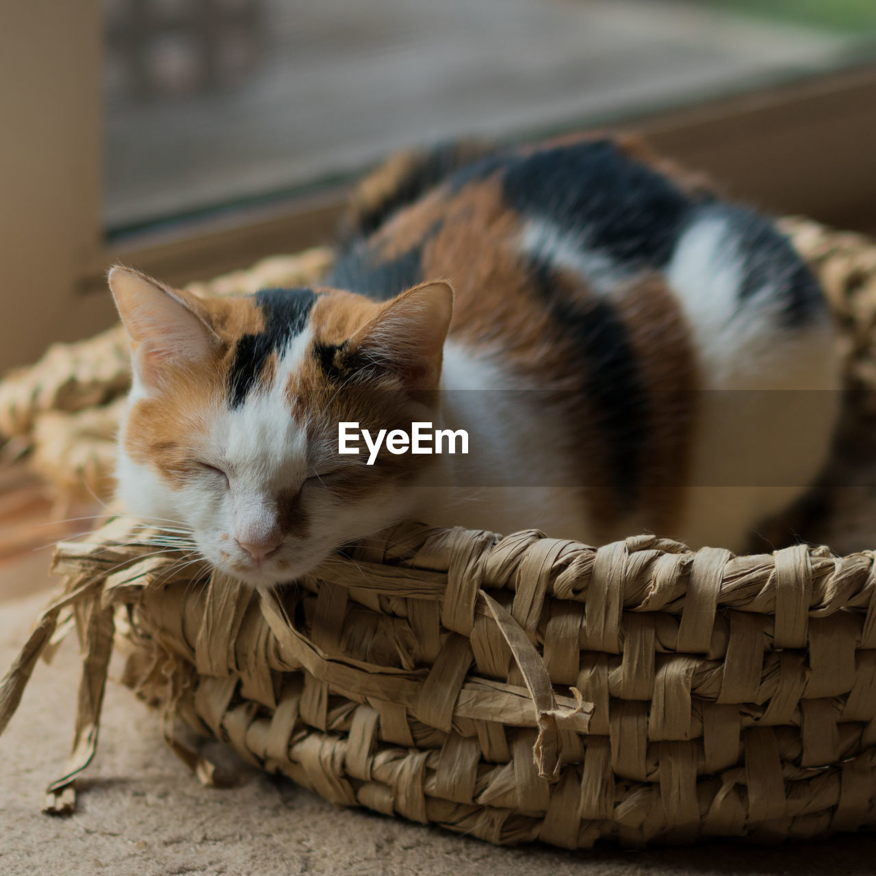 CLOSE-UP OF A CAT LYING ON BASKET