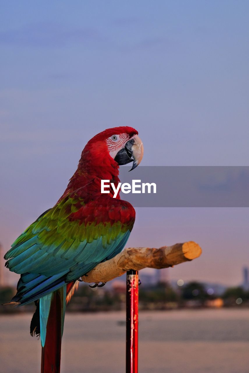 Close-up of bird perching against clear sky