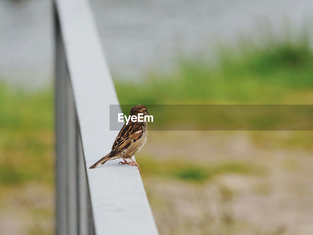 Close-up of bird perching on a railing