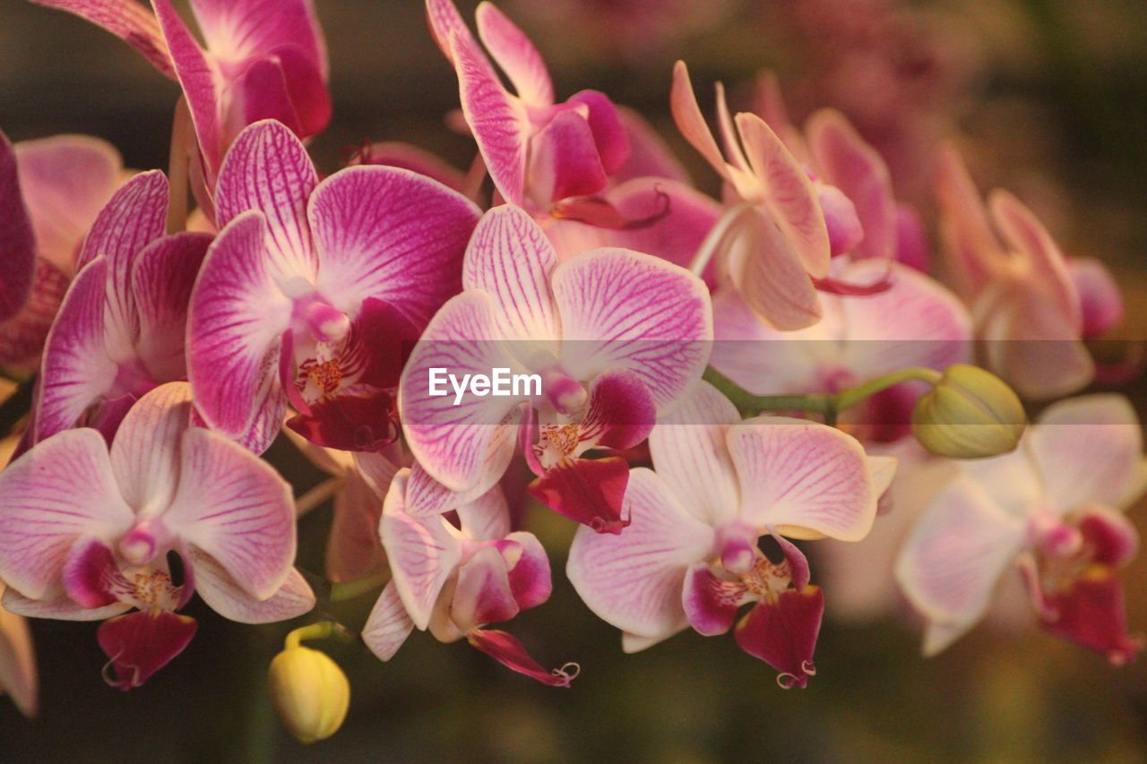 Close-up of pink phalaenopsis 