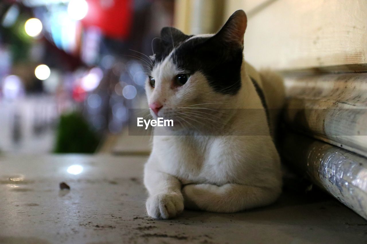 CLOSE-UP OF A CAT LOOKING AWAY AT HOME