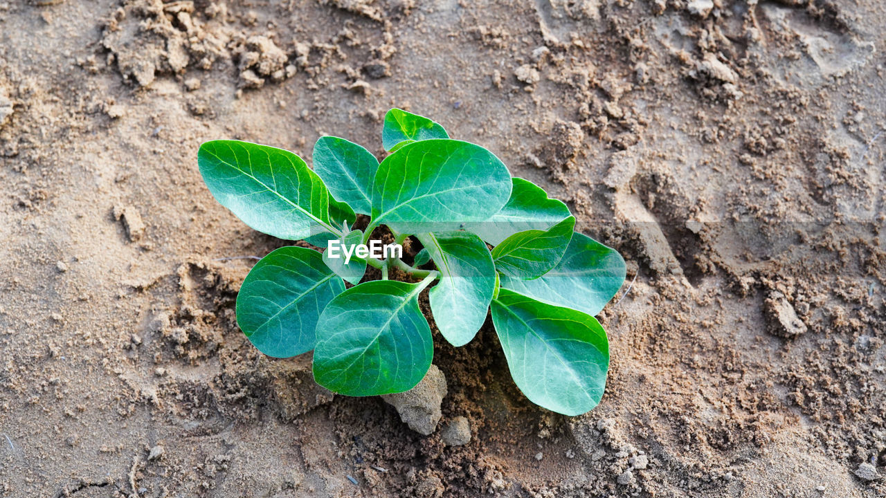 Ashwagandha medicinal herb in a human hand with fresh green leaves, also known as withania somnifera