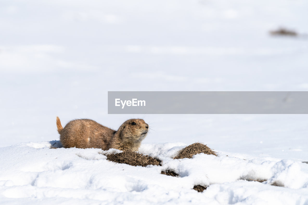 Prairie dog in winter scenery