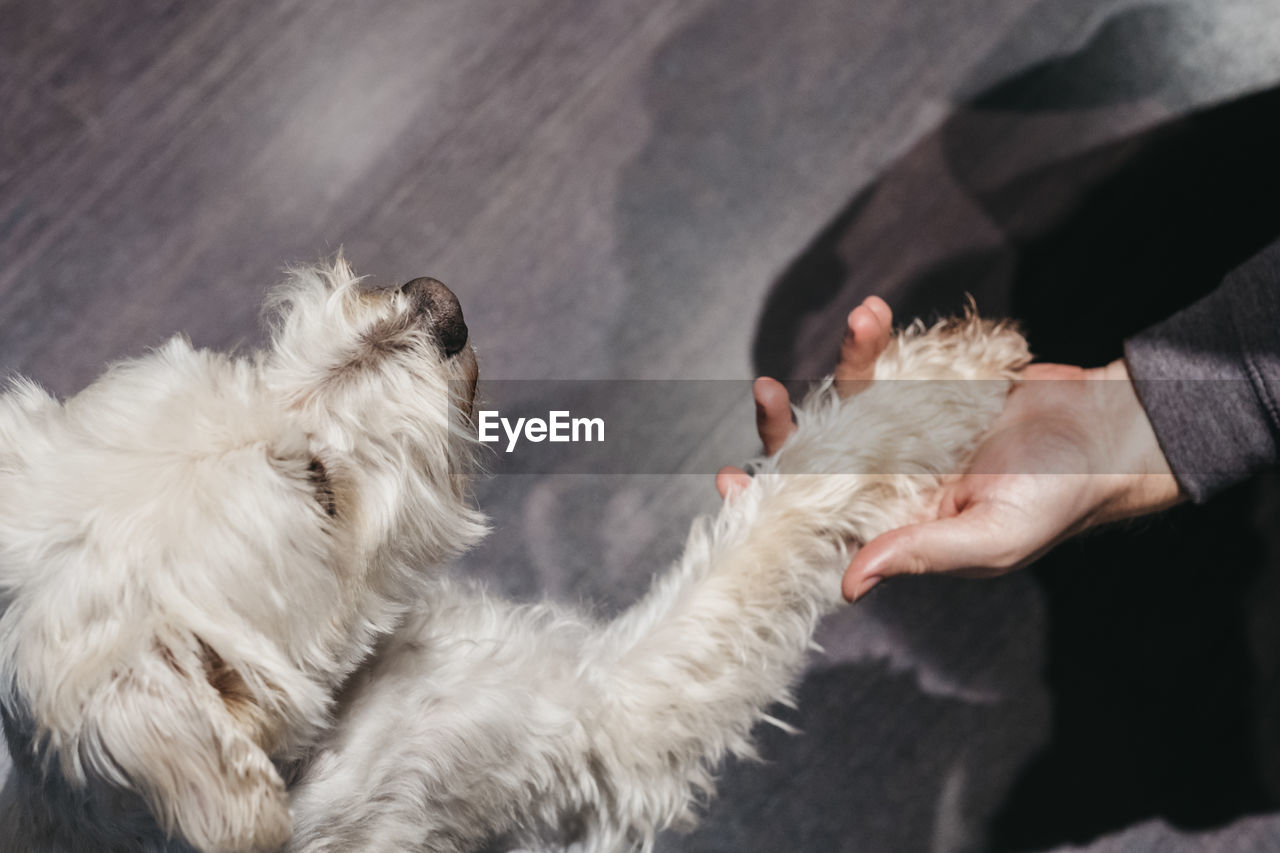 Ganaraskan dog sitting on the floor at home, giving paw to his owner, selective focus.