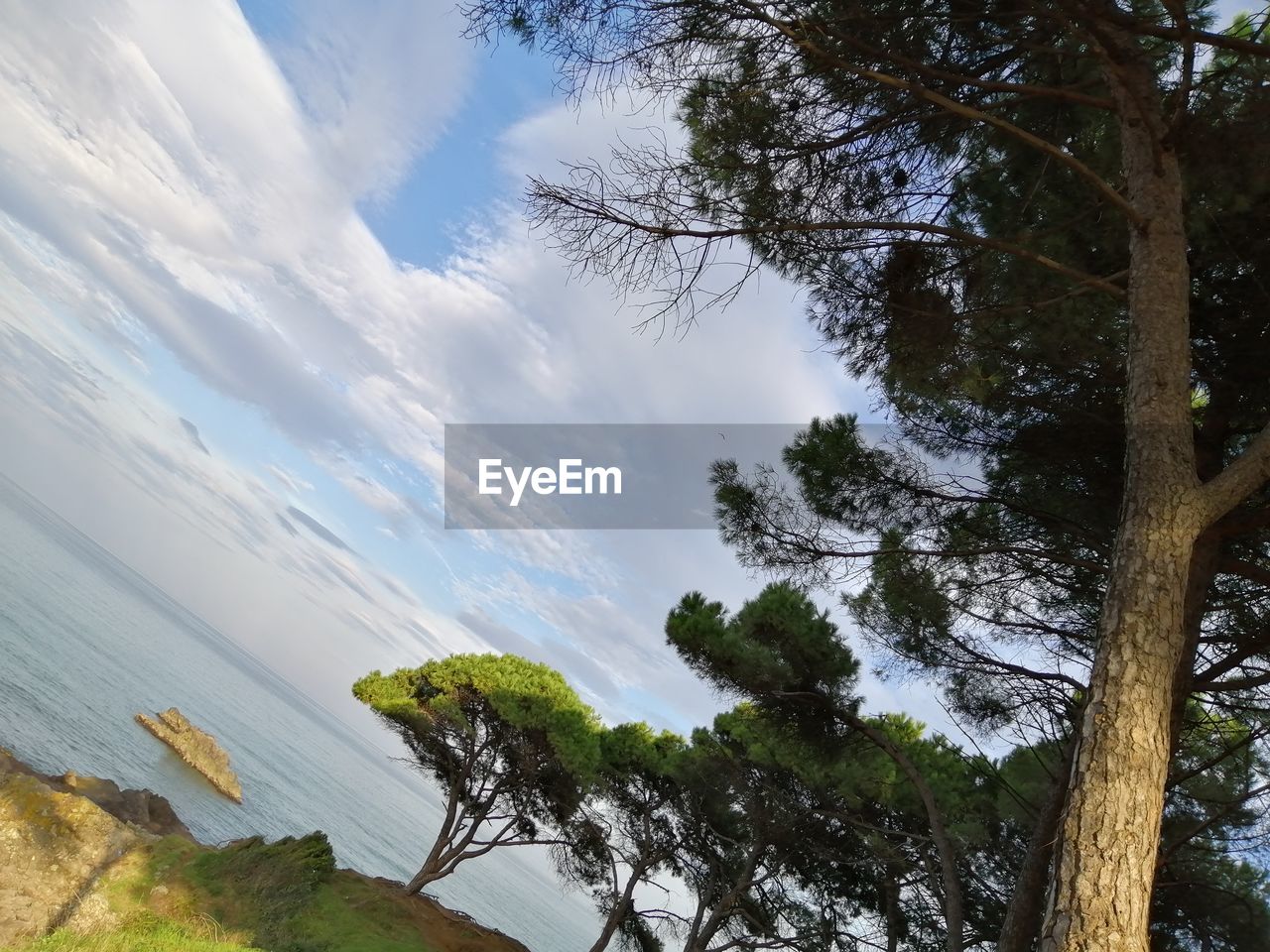 SCENIC VIEW OF TREES AGAINST SKY