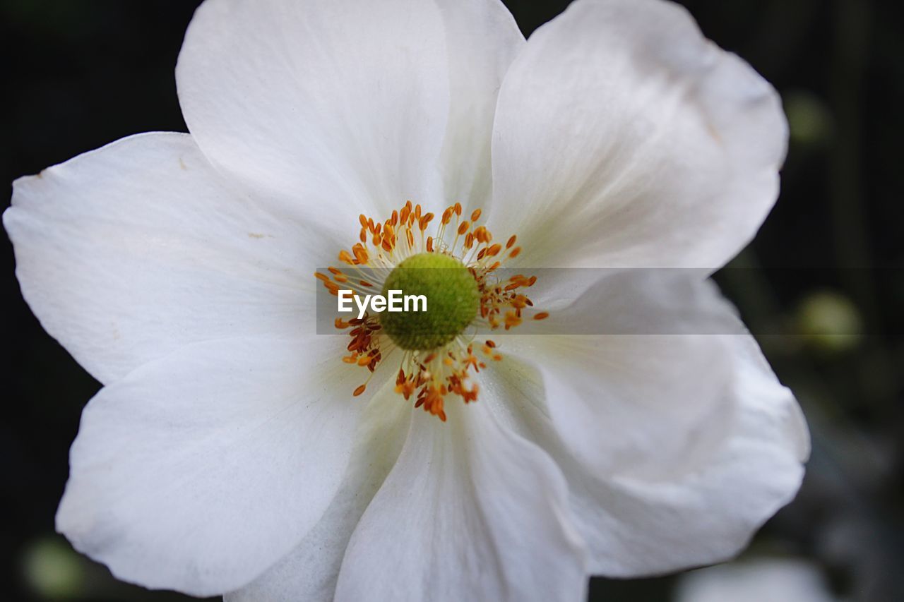 CLOSE-UP OF WHITE DAISY FLOWER