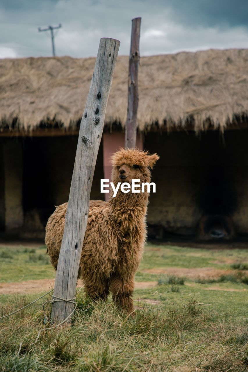 Alpaca standing on grassy field against built structure