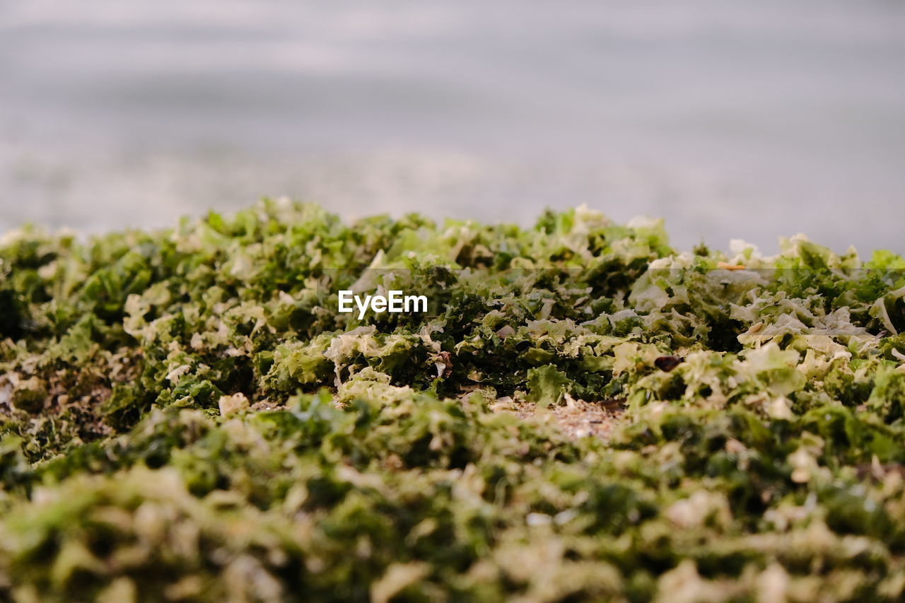 green, nature, plant, selective focus, leaf, grass, no people, flower, moss, growth, macro photography, land, soil, beauty in nature, day, water, sea, food and drink, sunlight, food, close-up, outdoors, environment, non-vascular land plant, tree, rock, shrub, freshness, beach, tranquility