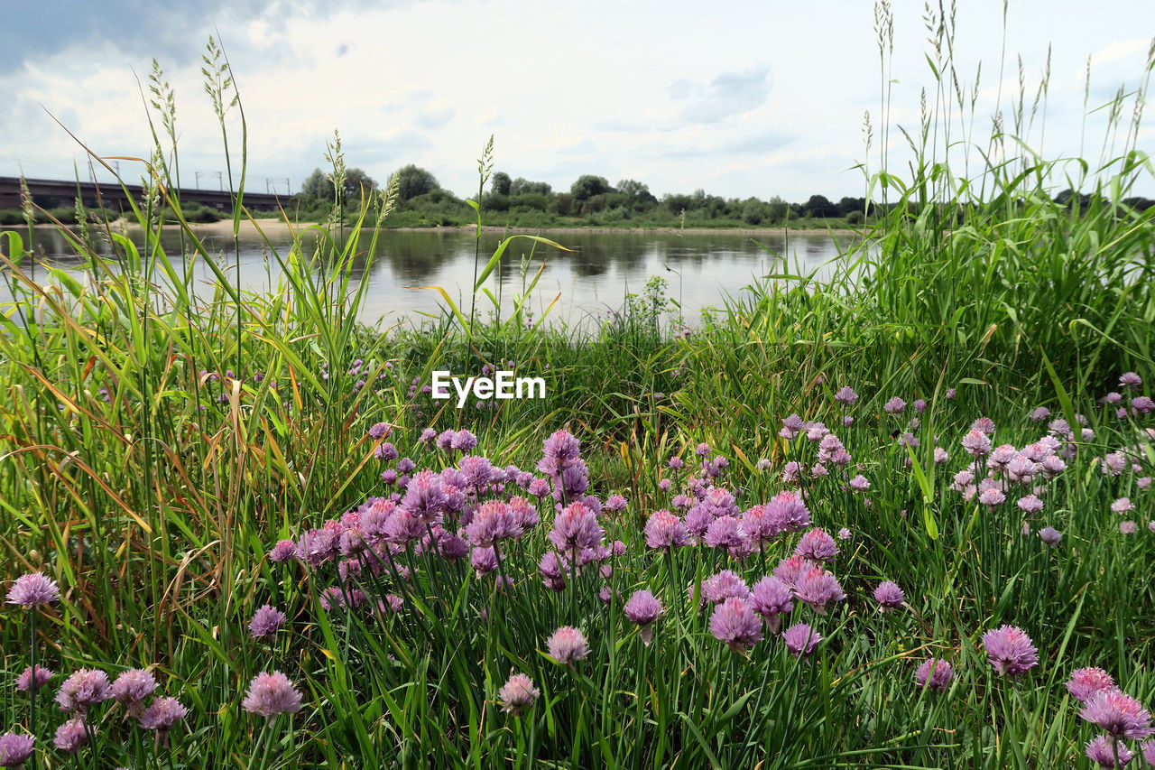 Close-up of flowers growing in lake