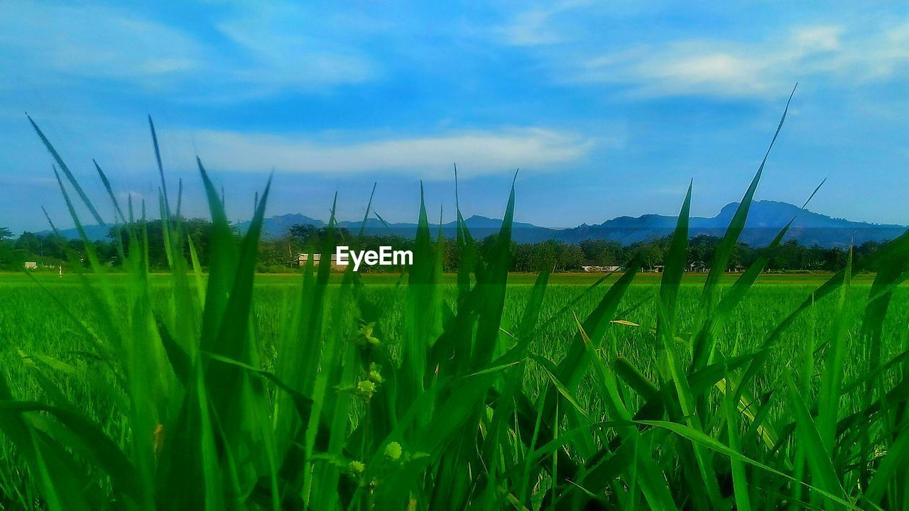PLANTS GROWING ON FIELD AGAINST SKY