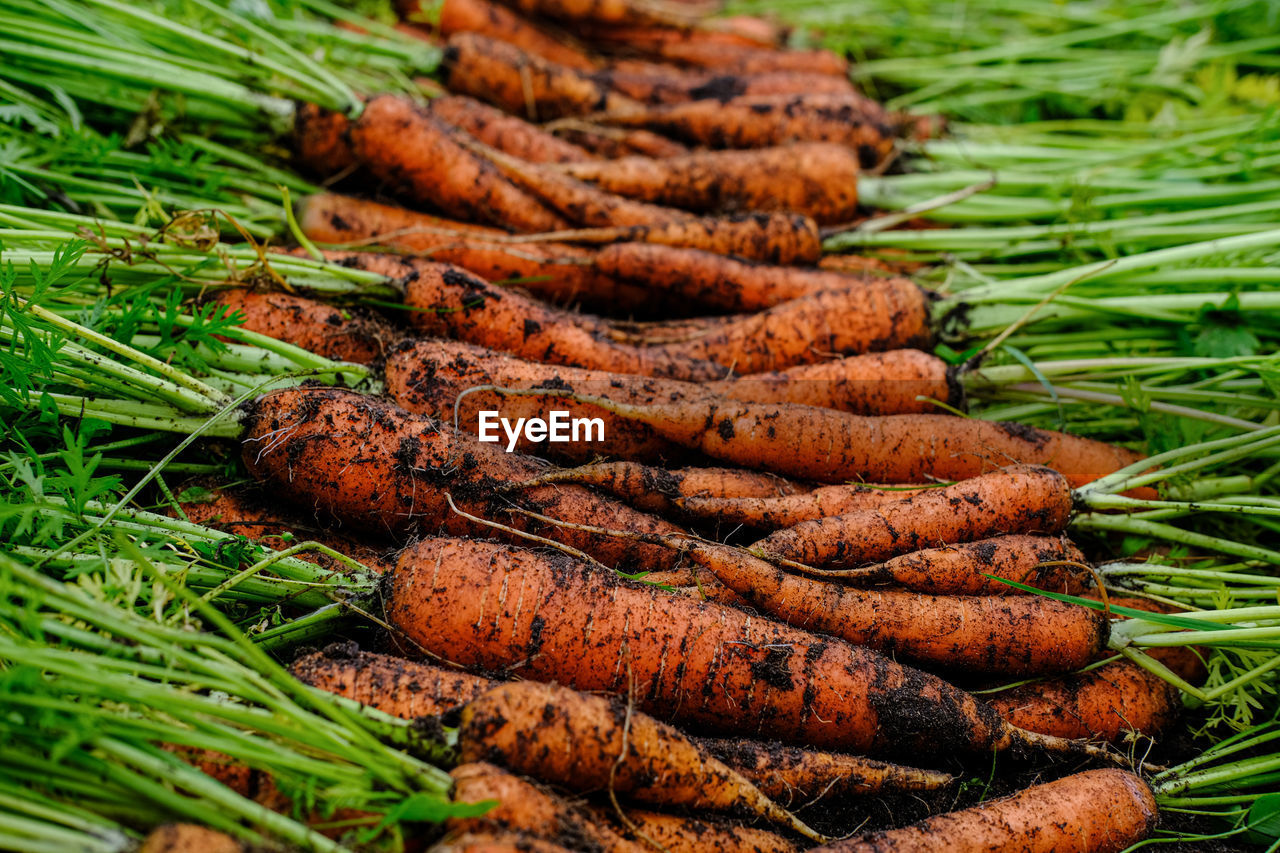 A large harvest of fresh organic carrots on the ground. seasonal work on the farm. autumn harvest.