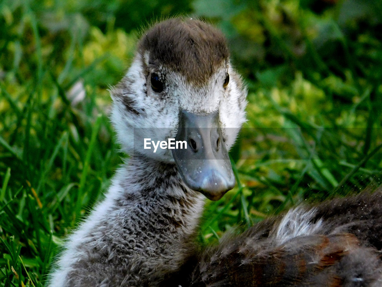 CLOSE-UP OF ANIMAL ON GRASS