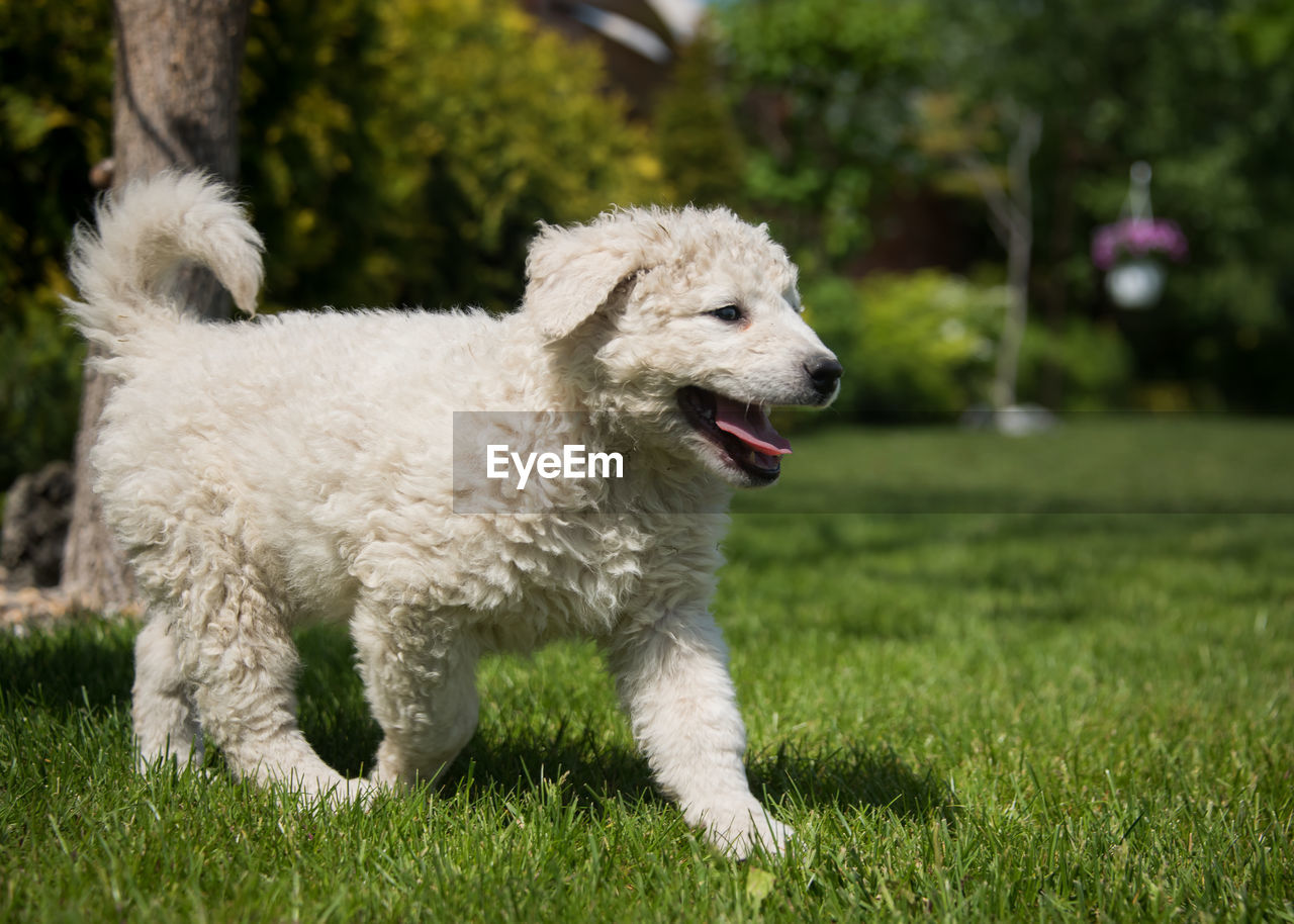 Close-up of dog walking on grassy field