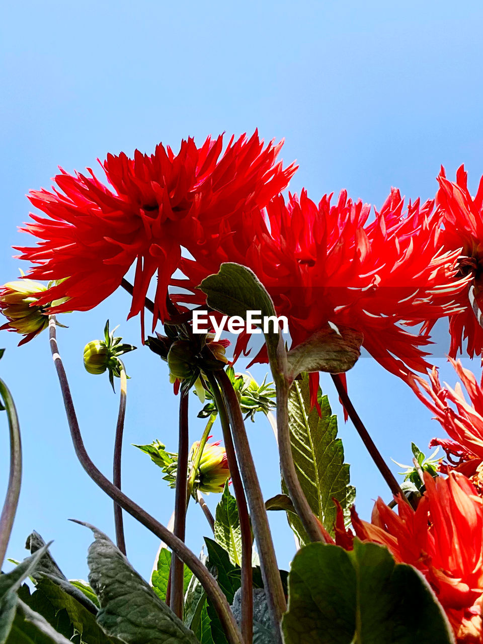 plant, flower, flowering plant, red, beauty in nature, nature, freshness, growth, sky, flower head, petal, inflorescence, no people, fragility, close-up, leaf, plant part, blue, clear sky, outdoors, day, blossom, low angle view, vibrant color