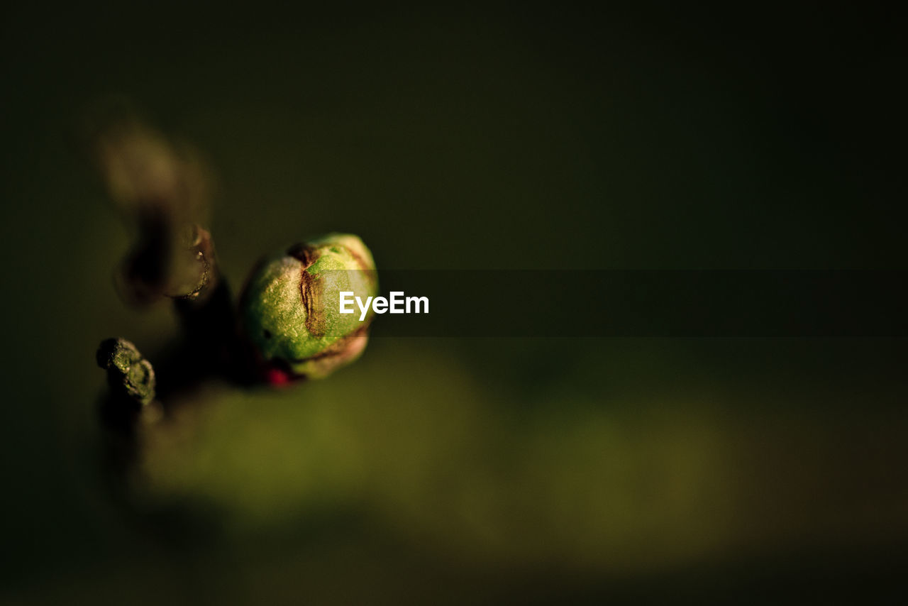 CLOSE-UP OF FRUIT IN BALL