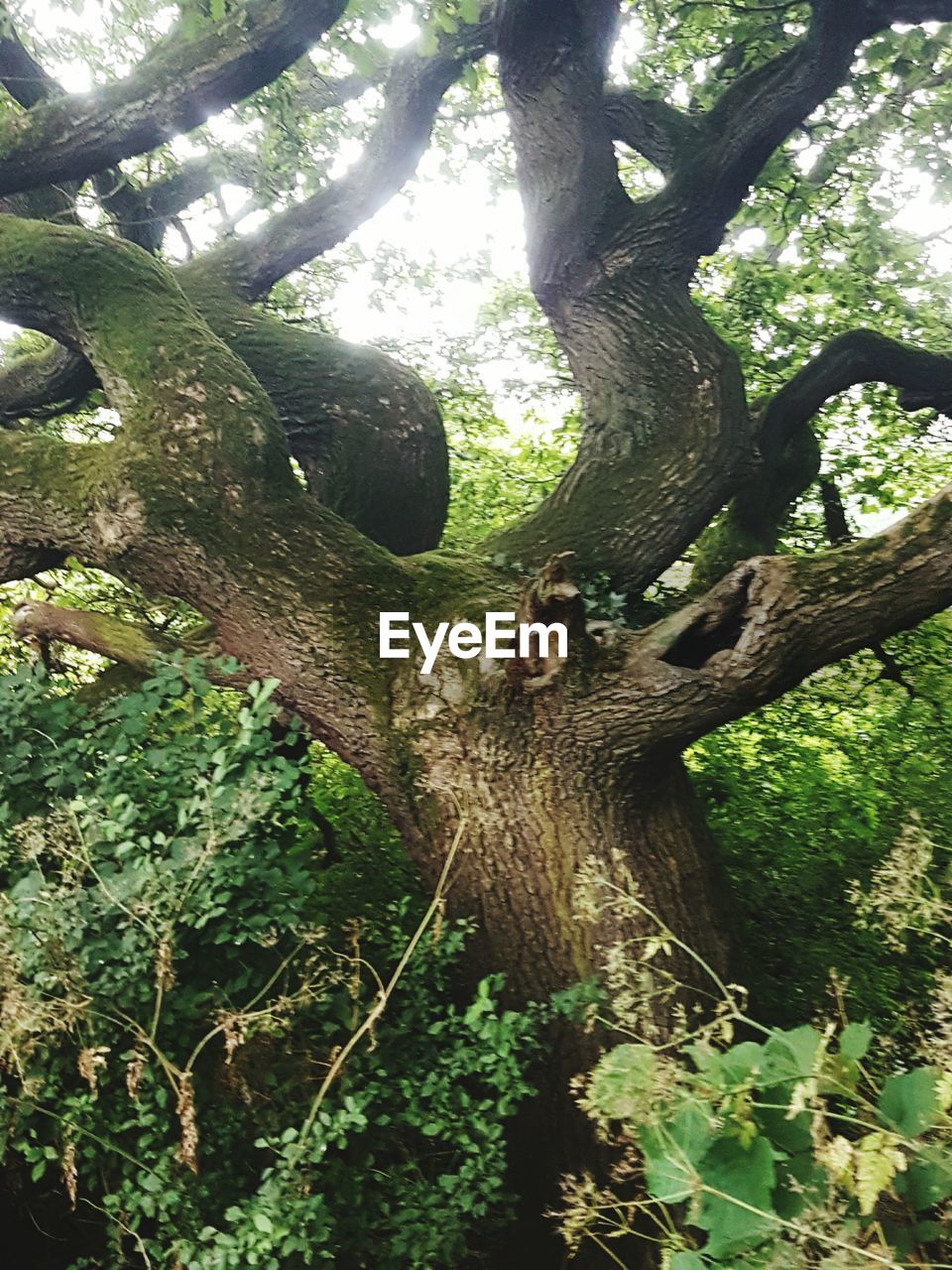 LOW ANGLE VIEW OF TREES IN FOREST