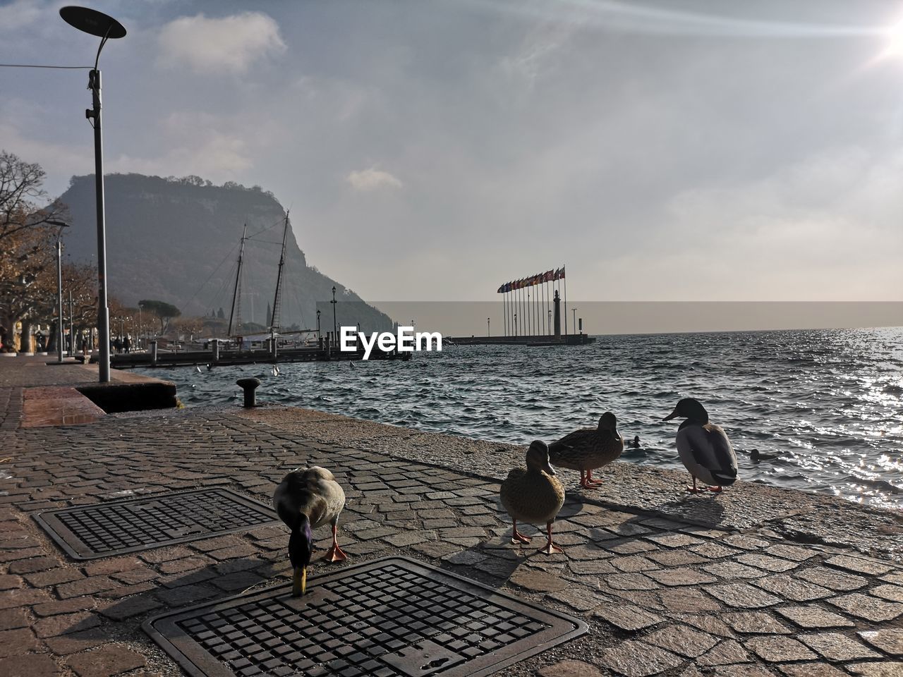 SEAGULLS ON BEACH