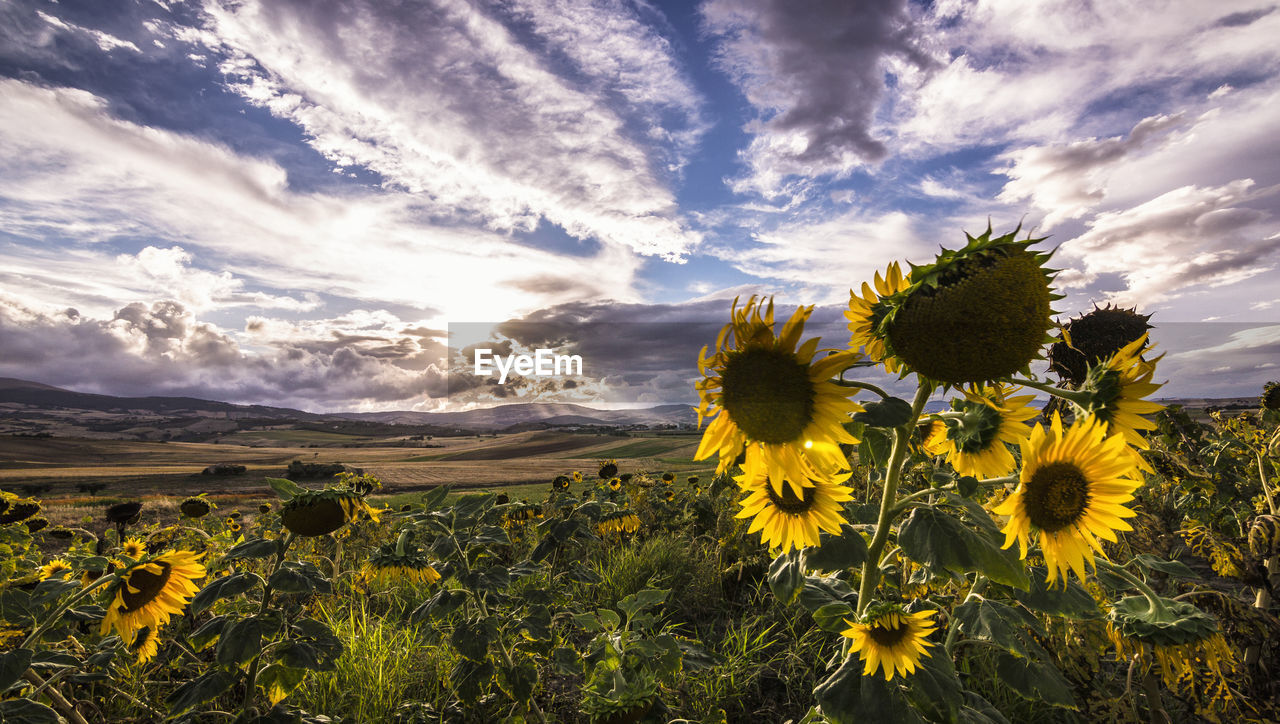 SCENIC VIEW OF SUNFLOWER FIELD AGAINST SKY DURING DUSK