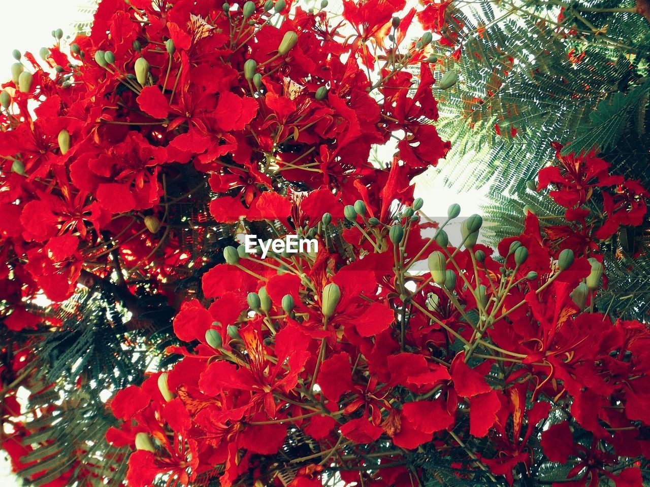 Low angle view of red flowers blooming on branches
