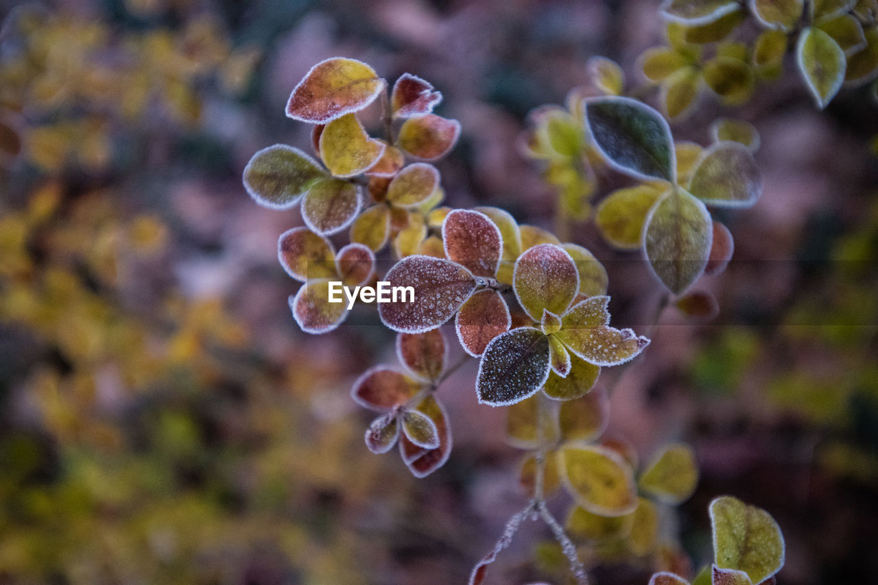 CLOSE-UP OF FLOWERING PLANTS