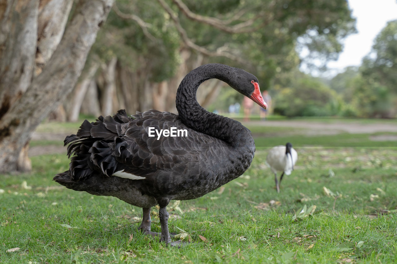 Black swan on a field